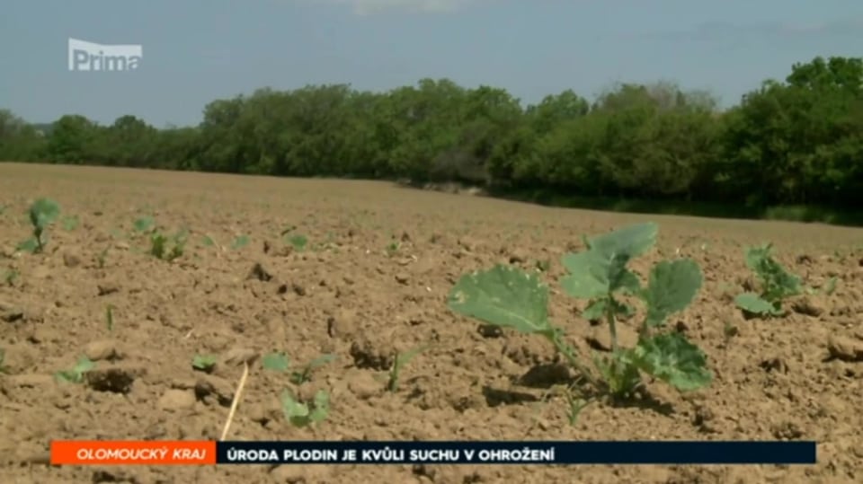 8. 5. 2018 ZPRÁVY: ÚRODA PLODIN JE KVŮLI SUCHU V OHROŽENÍ